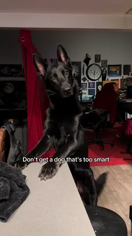 I feel manipulated. #germanshepherd 