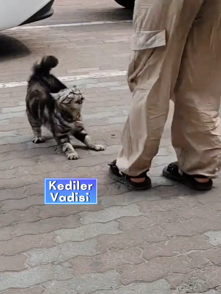 Maalesef bir kedi sinirlendi mi gözü kimseyi görmez kendi isterse sakinleşir... Ayrıca hiçbir şeyden korkmazlar. Yüksek Kaliteli Kedi Sayfası Kediler Vadisi  Takip❤️Follow  #kedi #sinirlikedi #angrycat #cat #kopek 