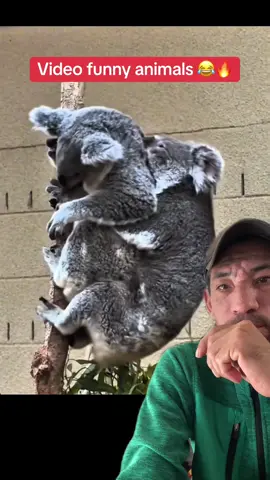 #animals #videofunny #viralforyoupege 🔥