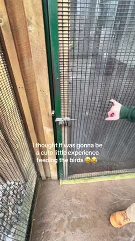 I was trying so hard not to run and step on them😭😭😭 The way they all came & attacked for that stick was actually scary & traumatic asf! 😂😂😂😂 #birds #fyp #pettingzoo #feedingbirds #comedy 