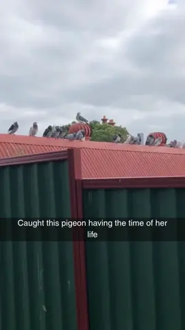 #trending #fyp #fypシ #viralvideo #viral #xyzbca #funnyvideos #animals 