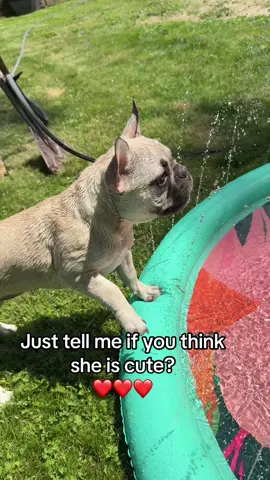 Lil frenchie loves water 💦 #frenchie #dog #waterdog #bulldogsoftiktok #puppy #frenchiesoftiktok e