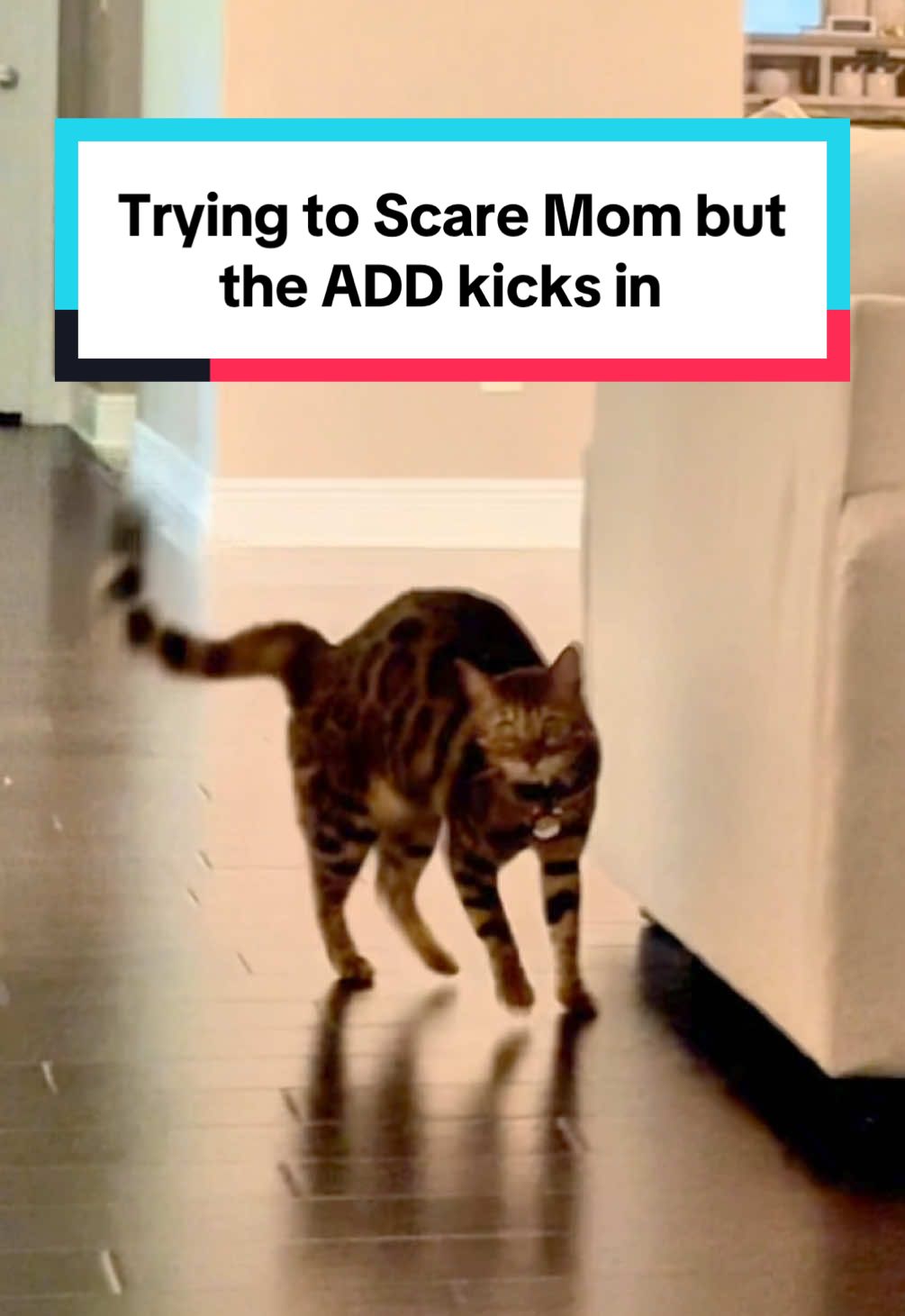 #funnycat #catsoftiktok #cattok #catmom 