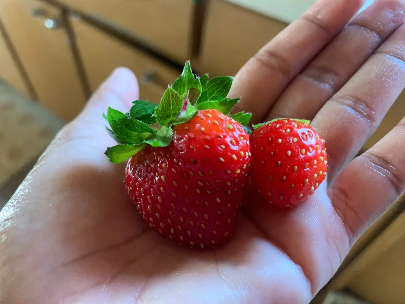 Strawberries 🍓 grown in my father’s garden 🪏 🪴 #summerharvest #organicstrawberries🍓 #summergardening #summer2025 #gardening #june2025 #torontolife #canadalongweekend 