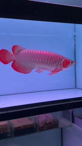 Cá rồng huyết Long 