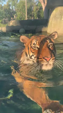 Dara has the right idea for this heat wave 🐅 🌊 📹 : ZCS Courtney #fresnochaffeezoo #fresnozoo #tiger #malayantiger #tigerswimming #stayingcool #Summer #animals #animalsoftiktok #fyp #zootok #animalcare #enrichment