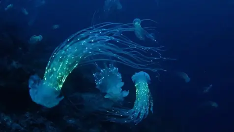 A life of floating around the endless ocean #siphonophore #fish #jellyfish #squid #cuttlefish #oceantok #marinelife #oceantok 