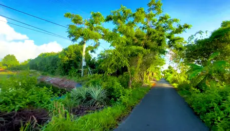 sáng sớm thấy cây cối chill quá nha#videocảnhđẹpchill #cảnhđẹpthiênnhiên #cảnhđẹp #quocai1506 #quêhươngtôi #fyp #idolface #69camau 