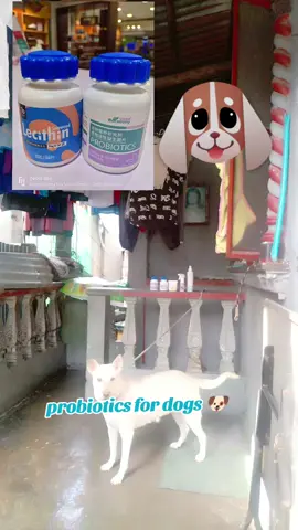 #probiotics #probioticsfordogs #furbabies #furparents #animals #ilovedogssomuch  #trend #fypage #fypシ゚viral #affiliate #affiliatetiktok #affiliatemarketing #fyppppppppppppppppppppppp 