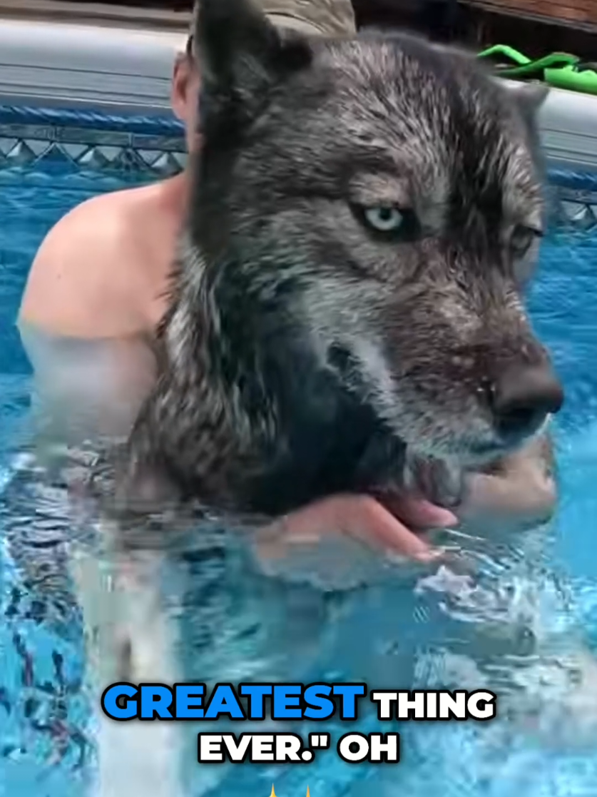 This dog and her pool!  Most Siberian Huskies are not big fans of swimming, but this dog learned as a puppy that water is so fun!  She also learned to trust both Jamie and myself and she will take breaks while being held in the pool!  It's so cute!   #SiberianHusky #HuskyLife #SwimmingDog #PoolDay #DogDaysOfSummer #WaterDog #HuskyLove #DogDad #pooltime  #SummerVibes #huskiesoftiktok  #DogTok #FunnyHusky #LazyDog #SwimTraining  #DogLover #PetTok #SummerFun #HuskyTok