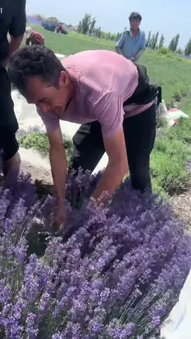 We are not selling products to you, but take natural beautiful things and happy life to you! Enjoy the nature together! #3hlink #Lavender #palmleaves #driedflowers #3hlinkflower #preservedflower #bohodecor #pampasgrass #hydrangea #homedecor #weddingdecoration #babybreath #handmadecrafts #hoteldecor #luxurydecor #flowerbouquet #flowerboxes #flowerbouquets #hydrangeas #christmasdecor #christmasflowers #preservedtree #witchbroom #christmas #driedflowerwholesale #cassiacinnamon #amarantus #willowbranch #minihaybales #decorhaybales 