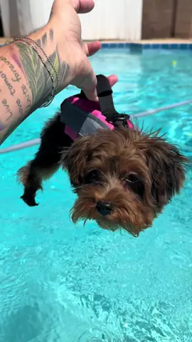 I am learning how to swim! Dad made me wear a life jacket today to practice. I definitely get a little nervous. Tik Tok fam- how did you do on your first swim? Can you post photos or words of encourage for me?  Love you guys.  #puppyswimming #swim #puppy #pool #sun #practice #poolday #yorkiepoo #puppytiktok #follow #followme #fypppppppppppppp 