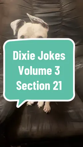 Dixie Jokes. Volume 3. Section 21. #dixiejeauxbelle #dogsoftiktok 