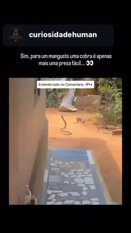 Como um simples mangusto consegue vencer uma cobra venenosa como a naja… e sair vivo? 🐍🦡 Essa história vai mudar a forma como você vê a natureza. O mangusto não apenas enfrenta cobras… Ele caça cobras. E não qualquer cobra: najas, mambas, víboras. Mas como ele sobrevive a algo que mataria um leão? A resposta está na sua evolução: Ele desenvolveu uma resistência natural ao veneno. Seus receptores nervosos são “à prova de neurotoxina”. Reflexos quase sobrenaturais permitem que ele desvie de um bote em milésimos de segundo. A pele é espessa e solta — difícil de perfurar. E quando ataca, mira direto na cabeça. Uma única mordida e… fim da luta. Enquanto a cobra aposta tudo no veneno e na velocidade, o mangusto vence com estratégia, precisão e coragem. Na natureza, não é o mais forte que sobrevive. É quem sabe usar melhor o que tem. Pequeno, ágil e quase imune à morte: o mangusto é a prova disso. Curte curiosidades assim, que mostram o lado oculto e genial da vida selvagem? Segue a página e manda pra quem jamais imaginaria que a cobra… pode ser a presa. 🐍👇 ⸻ Hashtags: #curiosidades #animaisincríveis #evoluçãoanimal #naturezabrutal #mangusto #cobra #venenonãofunciona #biologiaincrível #reelscuriosidades #descubra