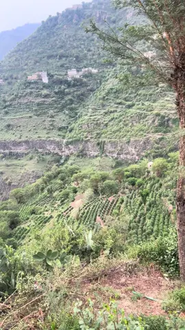 ##اليمن🇾🇪 