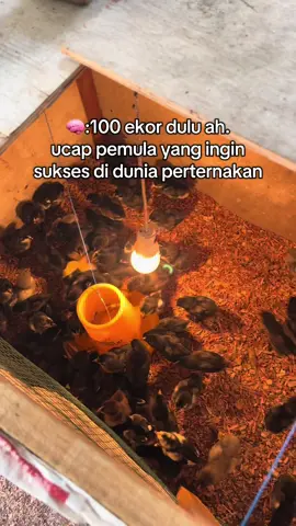 mohon arahannya senior#perternakmuda #perternakayam #ayamkampung #perternakindonesia #perternaksukses #ayamkub #dagingayam 