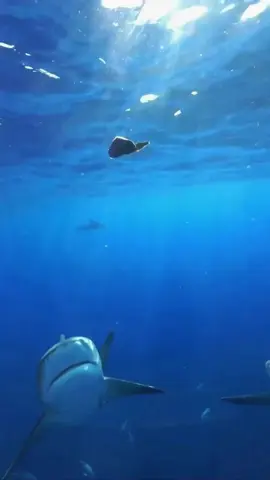 #sharke #sharkdiving #sharkfishing #greatwhitesharkfacts #greatwhitesharkweek #greatwhiteshark #sharkeatsshark #sharkvsshark #shark #sharkysharkshark #sharkattackshark #sharkattak #sharkbait #sharks #sharkfamily #sharkshark #sharkbaby #_____shark #_shark #shark? #sharkweek #sharkteeth #sharktok #sharklover #sharkattack #sharkchallenge #aggressiveshark #greywhiteshark #greatwhitessharks #greatwhitesharkcagediving #swimmingwithgreatwhitesharks #greatwhitwshark #greatwhitesharksfordays #greatwhitesharkclub #greatwhitesharkedit #greatwhitesharksleeping #greatwhitesharksighting #greatwhitesharkawareness #greatwhitesharkamerica #greatwhitesharkencounters #greatwhitesharkmovie #greatwhitesharkdiving #strandedgreatwhiteshark #greatwhitesharkbeached #great_white_shark #greatwhiteshark? #sharkwhitegreat #greatshark #greatwhite #greatwhitesharkuk #greatwhitesharkboat #babygreatwhiteshark #greatwhitesharklover #greatwhitesharkattack #greatewhiteshark #thegreatwhiteshark #agreatwhitesharrk #greatwhitesharshark #greatwhitesharks #fishsharkattack #sharkss #sharksofinstagram #sharktiktok #sharkidnikki #sharkspecialinterest #mamashark #sharktour #sharkeggs #fortniteshark #whiteshark #megashark #sharkvideo #______shak #sharkedit #sharksarefrends #shark_ #sharkfin #sharksoftiktok #landbasedsharkfishing #oceanicwhitetipshark #sharkprank #sharkstrike #hornshark #sharkawareness #dogfishshark #sharkhunt #banjoshark #biggestshark #sharklife #sharkmovie #bigshark #mommyshark #sharkcagediving #sharkfacts #sharktagging #zebrashark #reefshark #sharkallies #droneshark #sharkhunting #sharkcage #sharkmeme #sharkbiology #sharklovers #sharkdanger #makoshark #sharkcontent #sharkeatshark #shark% #sharksharksharks #sharksharkshark #megalodon #tigersharks #sharkart #sharkdiver #lemonsharks #sharkencounter #sharkyear #cutesharks #sharkbite #oceanlife #tigershark #swimwithsharks #tigershark roll 🦈 #sharky #America #USA #foryou #foryoupage #fyp #tiktok #viral # fogofomo #rescuesharks #greatwhites #blacktipshark #hammerhead #orcashark #saveshark #blueshark #blacktipreefshark #greenlandshark #goblinsharks #orca #hammerheadshark #greyshark