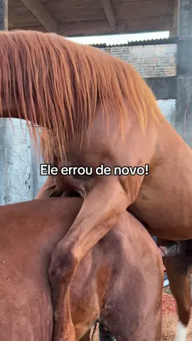 Ele errou de novo! #cavalo #egua #garanhão #vaquejada #vaqueiro 