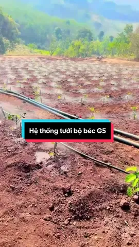 Hệ thống tưới bằng bộ béc G5 bà con nhìn tưới đều mát gốc không sợ xói đất ạ#bectuoicay #becg5caitien 