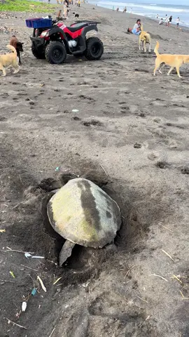 moment langka,, jenis Penyu Lekang mendarat dan bertelur si siang hari 🐢🥰