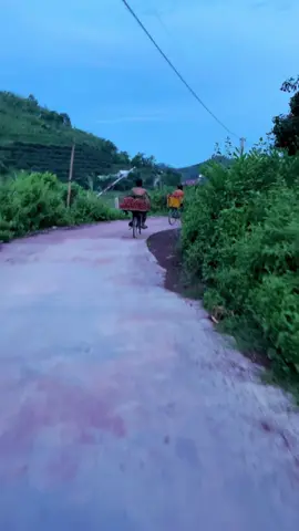 Mùa vải thiều quê em#xuhuong 