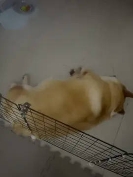 Ngủ nằm mơ thấy gì không biết mà rung cửa luôn 🤣🤣🤣 #corgi #pets #xuhuong #xh #thucung #corgisoftiktok #corgilove 