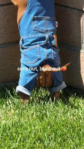 It’s SUMMER and time to let those buns free with the sickest cutest and most flattering overalls 😂😂😂 #dogoveralls #dogoutfits #viraldog #puptok #overalls #fup #bunsout #foryou #AAALASPARATUCURRO 