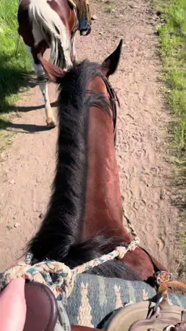 #colorado #nature #horse 