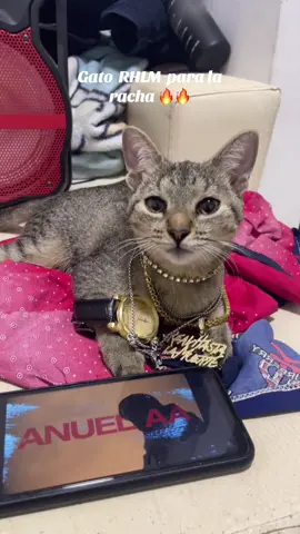 Brrr 😼@ANUEL #paratiiiiiiiiiiiiiiiiiiiiiiiiiiiiiii #fyp #videoviral #realhastalamuerte #gato 