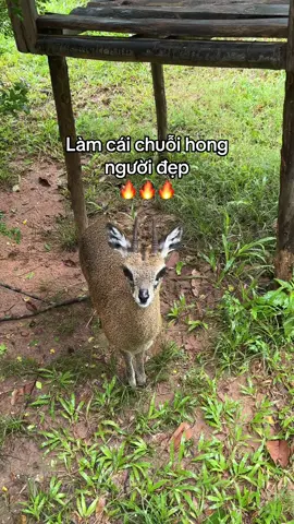 Chuỗi thì ib #GreenCreator #Vinpearl #VinpearlGolf #VinWonders #WonderSummer2025 #dulich #fyp #chuoitiktok #vinpearlsafariphuquoc 