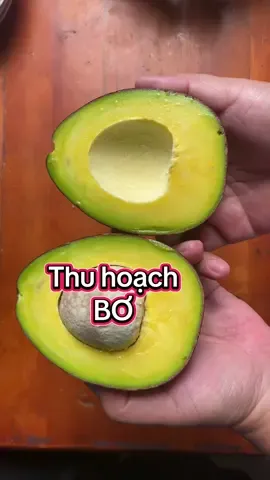 Thu hoạch cây bơ nhiều kỉ niệm - Dù cố gắng để đến ngày Giỗ Ngoại mới hái nhưng ko làm dc - (sợ hàng xóm bị tai nạn khi hái bơ ) nên hái gấp . #xuhuong #thuhoach #thuhoachtraicay #cuocsongthuongngay #tuyenmytho #thuhoachtrai #miêntayquetoi 