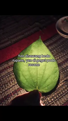 #psht1922 #fyp #temurose 