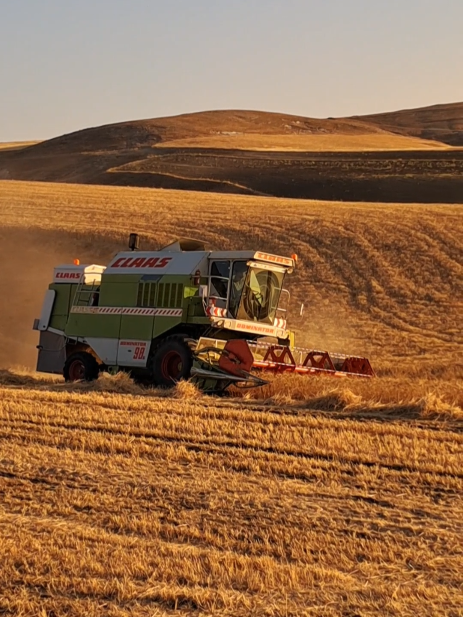 #الجزائر🇩🇿 #بلعناني🌾♥️ #والدين #قسنطينة_قسنطينية_حاجب_وعوينة #والدين #dominator #fy #fyyyyyyyyyyyyyyyy #dominator 