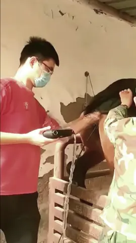Horse Sheath Testing #horselove #horsebreeding #care #tiktok