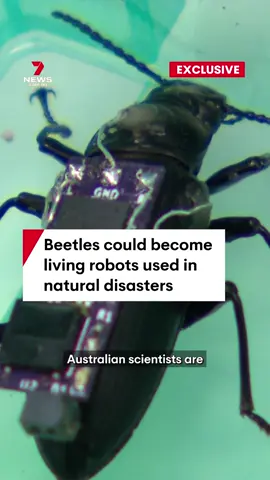 It sounds like something out of a Hollywood movie. Australian scientists are transforming beetles into a living robots. They've equipped the insects with microchipped backpacks, guiding them in one direction or another. They're hoping to one day deploy the beetles in natural disaster zones to search for survivors. #beetles #robotics #robots #disasterrecovery #searchandrescue #7NEWS