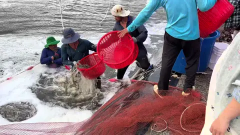 Thu hoạch tôm #nuoitom #nuoitomcongnghecao #hoaviệtđức #thuocvietduc #thaoduocnuoitom #visinhnuoitom #VietDuc 