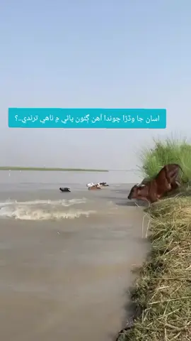 اسان جا وڏڙا چوندا آهن ڳئون پاڻي ۾ ناهي ترندي..؟