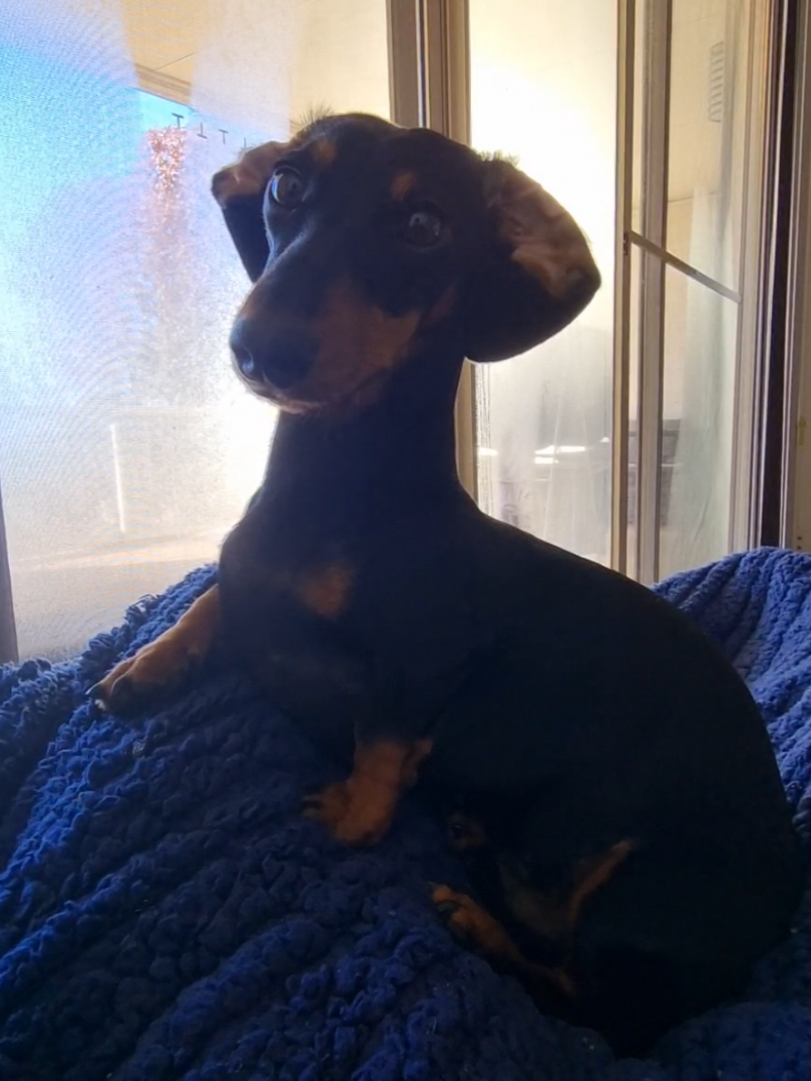 it's the constant resetting of his ears 😭🩷 #dogtok #iloveyou #dachshundsoftiktok #mybaby #dachshund #doxie #dogsoftiktok #dogs #weinerdog #sausagedog #dogmom 