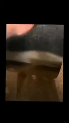 #CapCut #corndogcat #brainrot #cat 