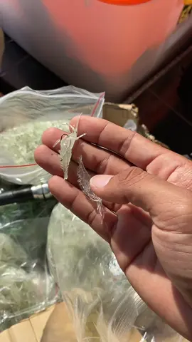 Unpan udang buatan