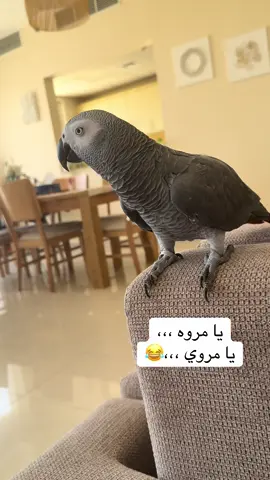 هلكني كل اليوم يا مروى يا مروي 😂#ببغاء_متكلم #ببغاء #بغبغان #parrot #casco #greyparrot #زورو #zoro #zoroo #مروه #فضل_شاكر_🎶🎵🎤🔚 #يانصي_التاني🖤🔒 #ببغاء_يتكلم #اكسبلور #ترند #trinding #غر #marwa #مروه #parrots #كاسكو #