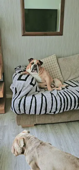 #onthisday #viral #tiktok ##viral #fyp #megans_angels #foryoupage #foryou #PetsOfTikTok #englishbulldog #funny #cute #animalantics 