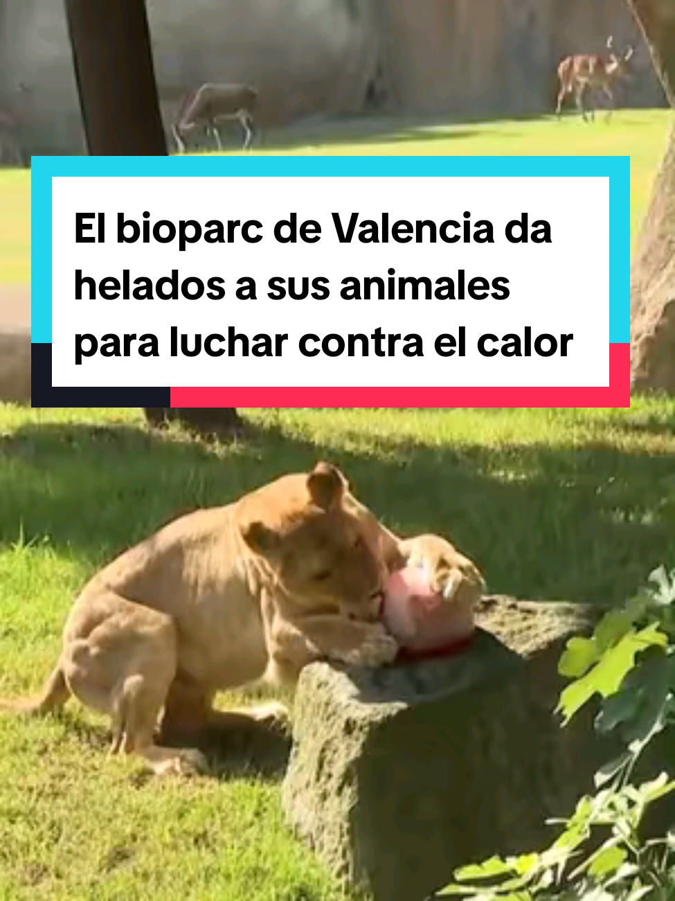 🐘🥵 El Bioparc de Valencia reparte helados gigantes de carne, frutas y verduras a sus animales #animales #animalestiktok #bioparcvalencia #bioparc #helados #valencia #oladecalor