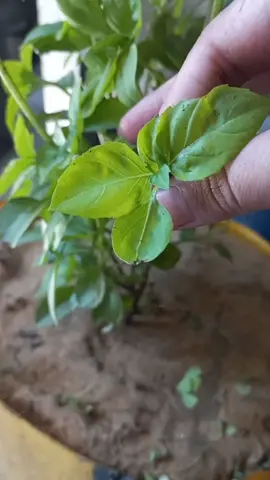 والله صبرنا كتير بس تعبنا💔#غزة_تباد #free_gaza #غزة_تنزف #غزة_تجوع #free_palestine #الشعب_الصيني_ماله_حل😂😂 