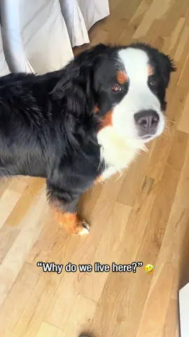 Dogs can talk.#dog#funny#funnyanimals#funnypets#animals #dogsofttiktok #pet #foryou #longervideos