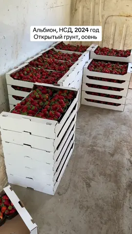 Клубника 🍓 