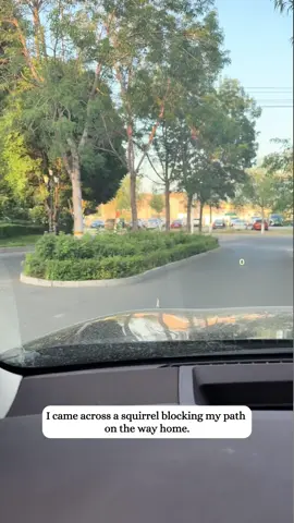 I came across a squirrel blocking a car on the road#fyp #animals #rescued #squirrel 