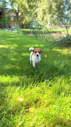 Sama przyjemność zabawy z takimi słodkimi russellkami🌸🥰🤩 dostępne maluchy #jackrussellterrier #jackrussellsoftiktok #fyp #jrt #jackrussell #funnyvideos😂 