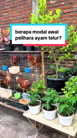 Membalas @user7727562012946  sudah dijawab ya kak #berkebun #kebunhanz #kandangayampetelur #kandanggalvanis 