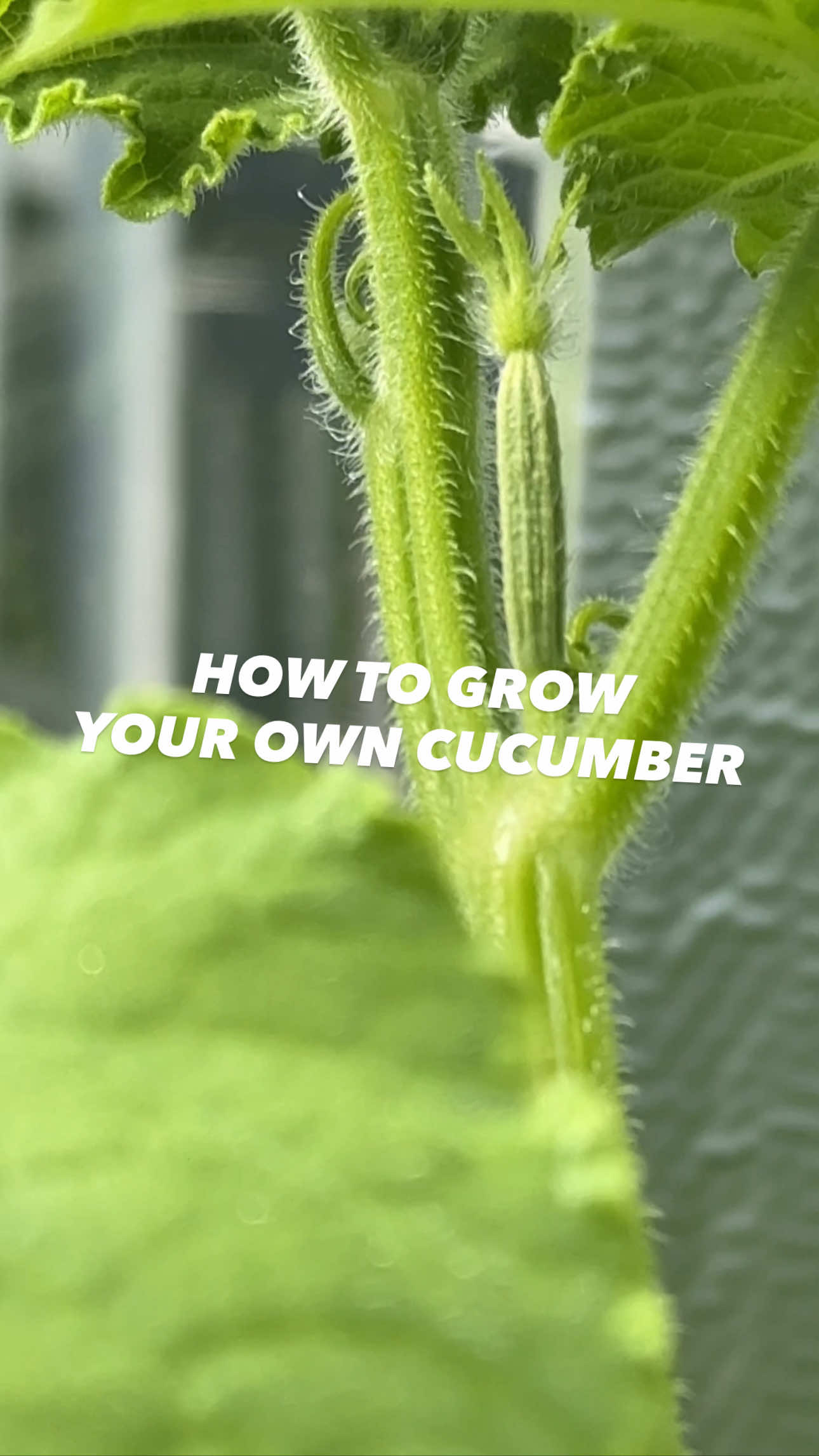 How to grow cucumbers in a pot! 😲🤩🥒 #lifehacks #hacks #garden #plants #planttips #DIY #planttiktok 